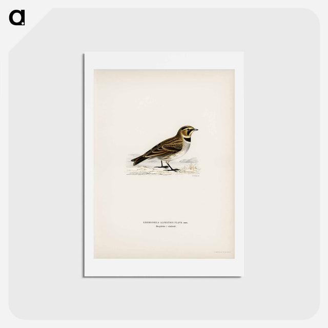 アートポストカード-Horned Lark
 - スヴェンスカ フォグラル Postcard.