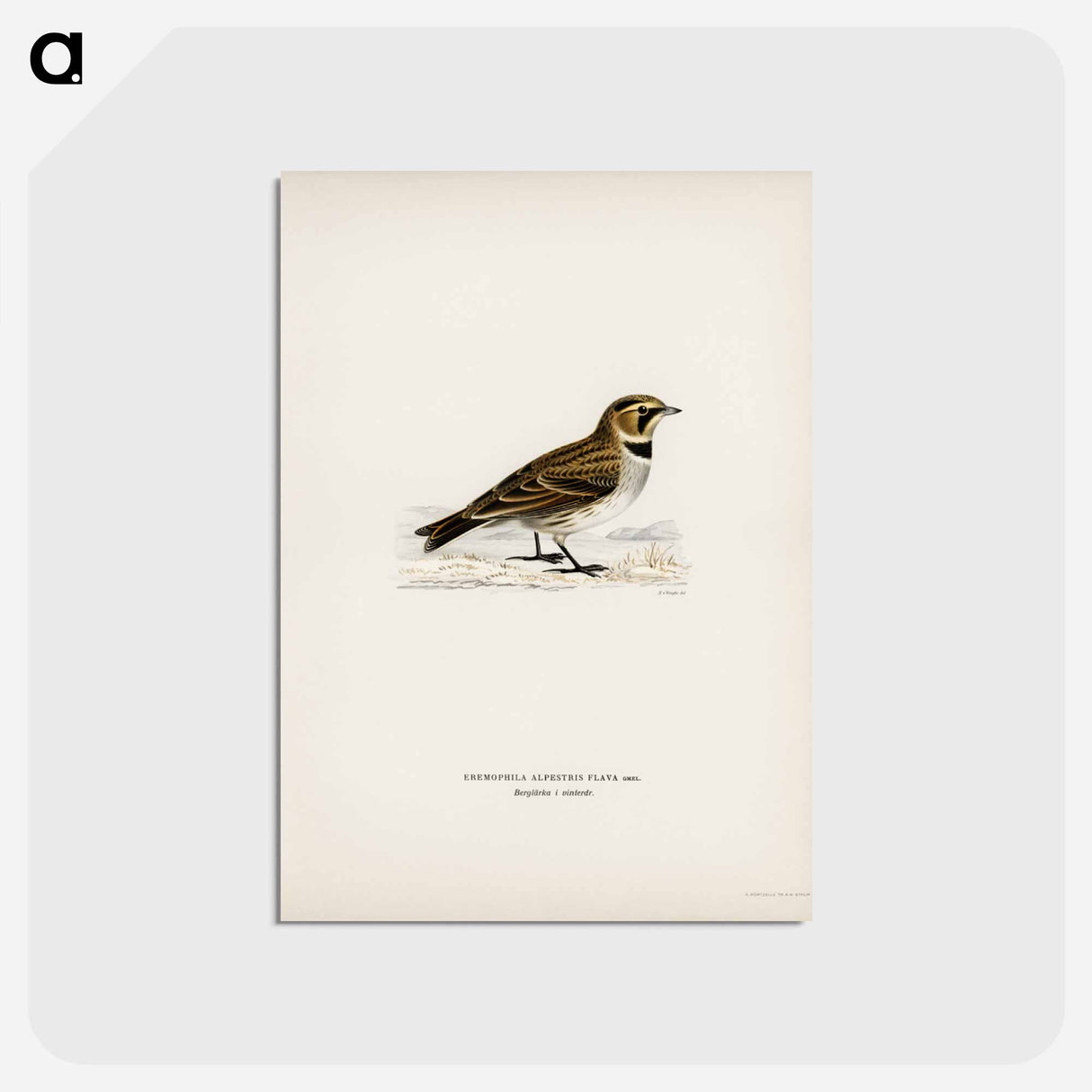アートポストカード-Horned Lark
 - スヴェンスカ フォグラル Postcard.
