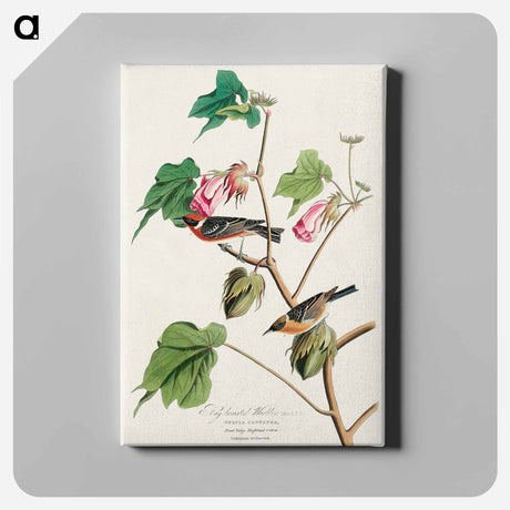 アートパネル-Bay-breasted Warbler from Birds of America
 - アメリカの鳥たち Canvas.