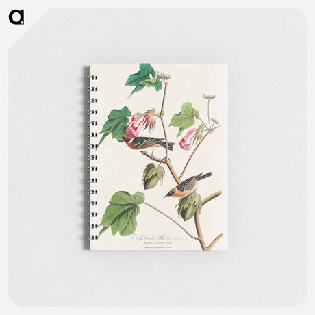 アートメモ帳-Bay-breasted Warbler from Birds of America
 - アメリカの鳥たち Memo.