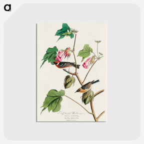 アートポストカード-Bay-breasted Warbler from Birds of America
 - アメリカの鳥たち Postcard.