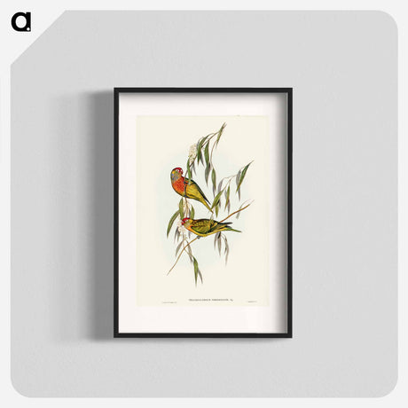 アートポスター-Varied Lorikeet
- オーストラリアの鳥 Poster.