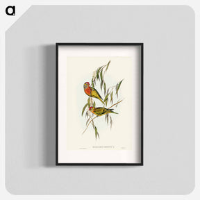 アートポスター-Varied Lorikeet
 - オーストラリアの鳥 Poster.