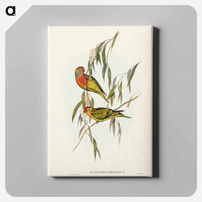 アートパネル-Varied Lorikeet
 - オーストラリアの鳥 Canvas.