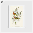 アートポストカード-Varied Lorikeet
 - オーストラリアの鳥 Postcard.