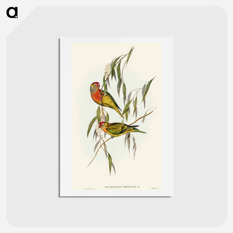 アートポストカード-Varied Lorikeet
 - オーストラリアの鳥 Postcard.