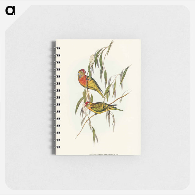 アートメモ帳-Varied Lorikeet
 - オーストラリアの鳥 Memo.