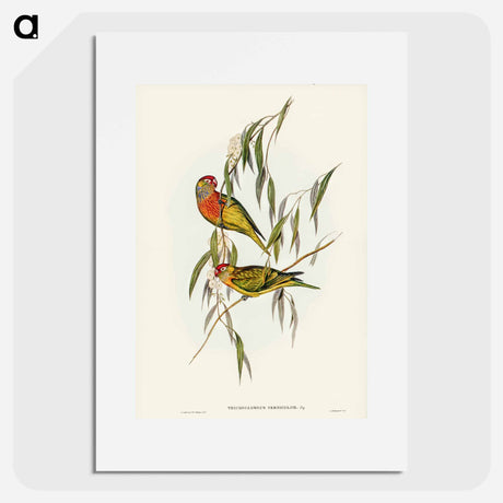 アートポスター-Varied Lorikeet
- オーストラリアの鳥 Poster.