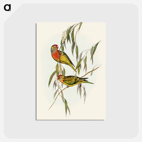 アートポストカード-Varied Lorikeet
 - オーストラリアの鳥 Postcard.