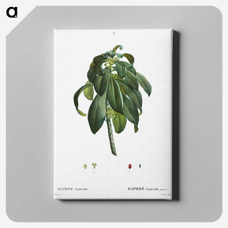 3-30_Treatise-on-Trees-and-Shrubs_canvas