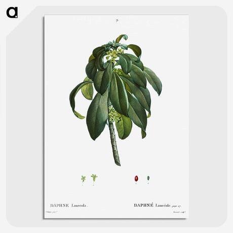 3-30_Treatise-on-Trees-and-Shrubs_picture-crop