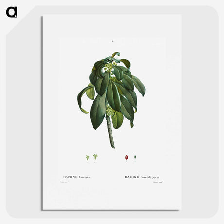 3-30_Treatise-on-Trees-and-Shrubs_picture