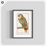Parrot - アンセルムス ボエティウス デ ブート Poster.