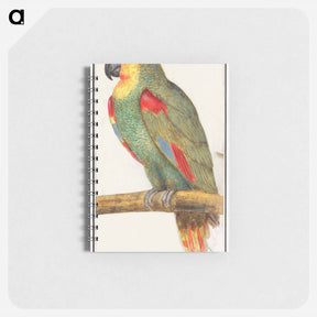 アートメモ帳-Parrot - アンセルムス ボエティウス デ ブート Memo.
