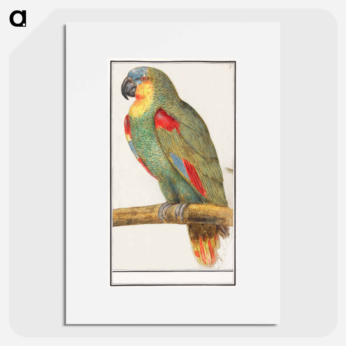 Parrot - アンセルムス ボエティウス デ ブート Poster.
