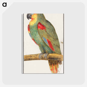 アートポストカード-Parrot - アンセルムス ボエティウス デ ブート Postcard.