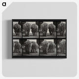 3-31_Eadweard-Muybridge_blk-crop