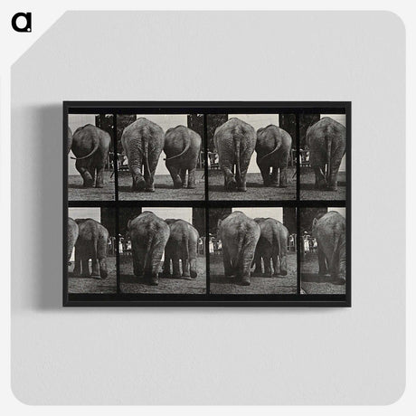 3-31_Eadweard-Muybridge_blk-crop