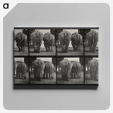 3-31_Eadweard-Muybridge_canvas