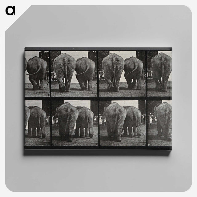 3-31_Eadweard-Muybridge_canvas