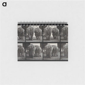 3-31_Eadweard-Muybridge_memo