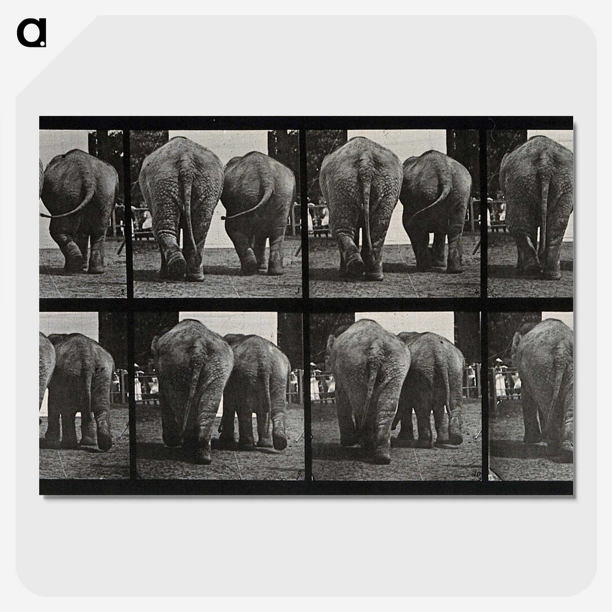 3-31_Eadweard-Muybridge_picture-crop