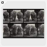 3-31_Eadweard-Muybridge_picture-crop