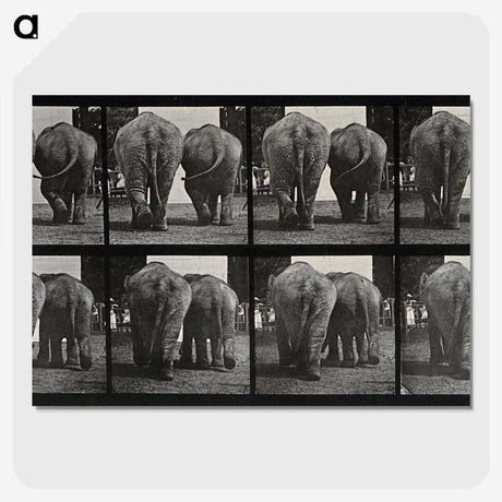 3-31_Eadweard-Muybridge_picture-crop