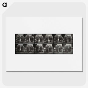 3-31_Eadweard-Muybridge_picture