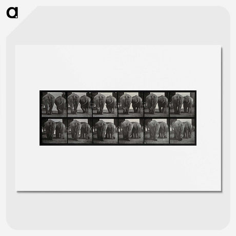 3-31_Eadweard-Muybridge_picture