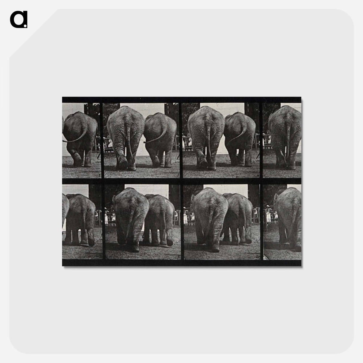 アートポストカード-Walking Elephants
 - エドワード マイブリッジ Postcard.