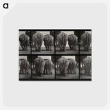 アートポストカード-Walking Elephants
 - エドワード マイブリッジ Postcard.