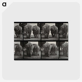 3-31_Eadweard-Muybridge_postcard