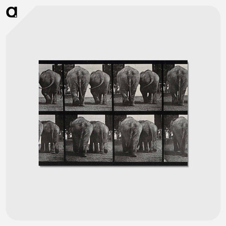 アートポストカード-Walking Elephants
 - エドワード マイブリッジ Postcard.