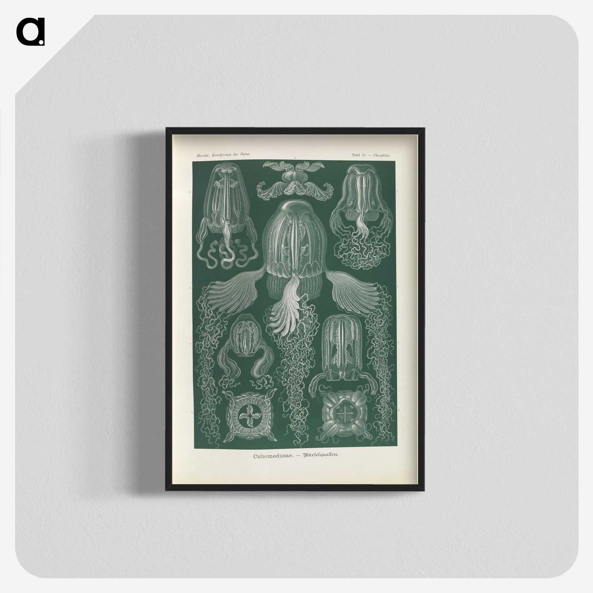 3-31_Ernst-Haeckel_blk-crop