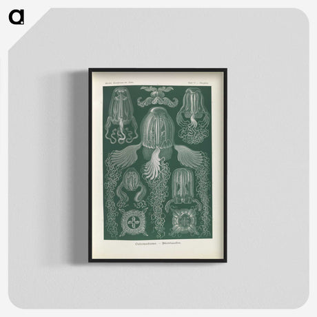3-31_Ernst-Haeckel_blk-crop