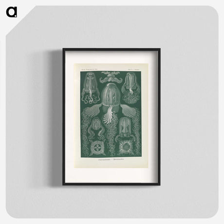 3-31_Ernst-Haeckel_blk