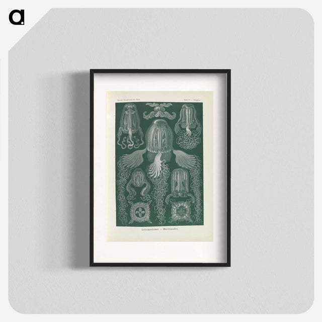 3-31_Ernst-Haeckel_blk