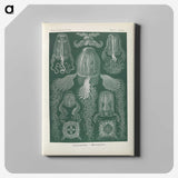 3-31_Ernst-Haeckel_canvas