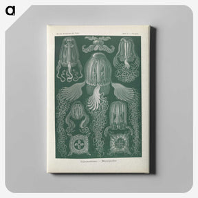 3-31_Ernst-Haeckel_canvas
