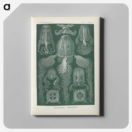 3-31_Ernst-Haeckel_canvas