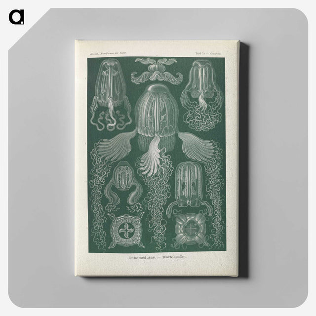 3-31_Ernst-Haeckel_canvas