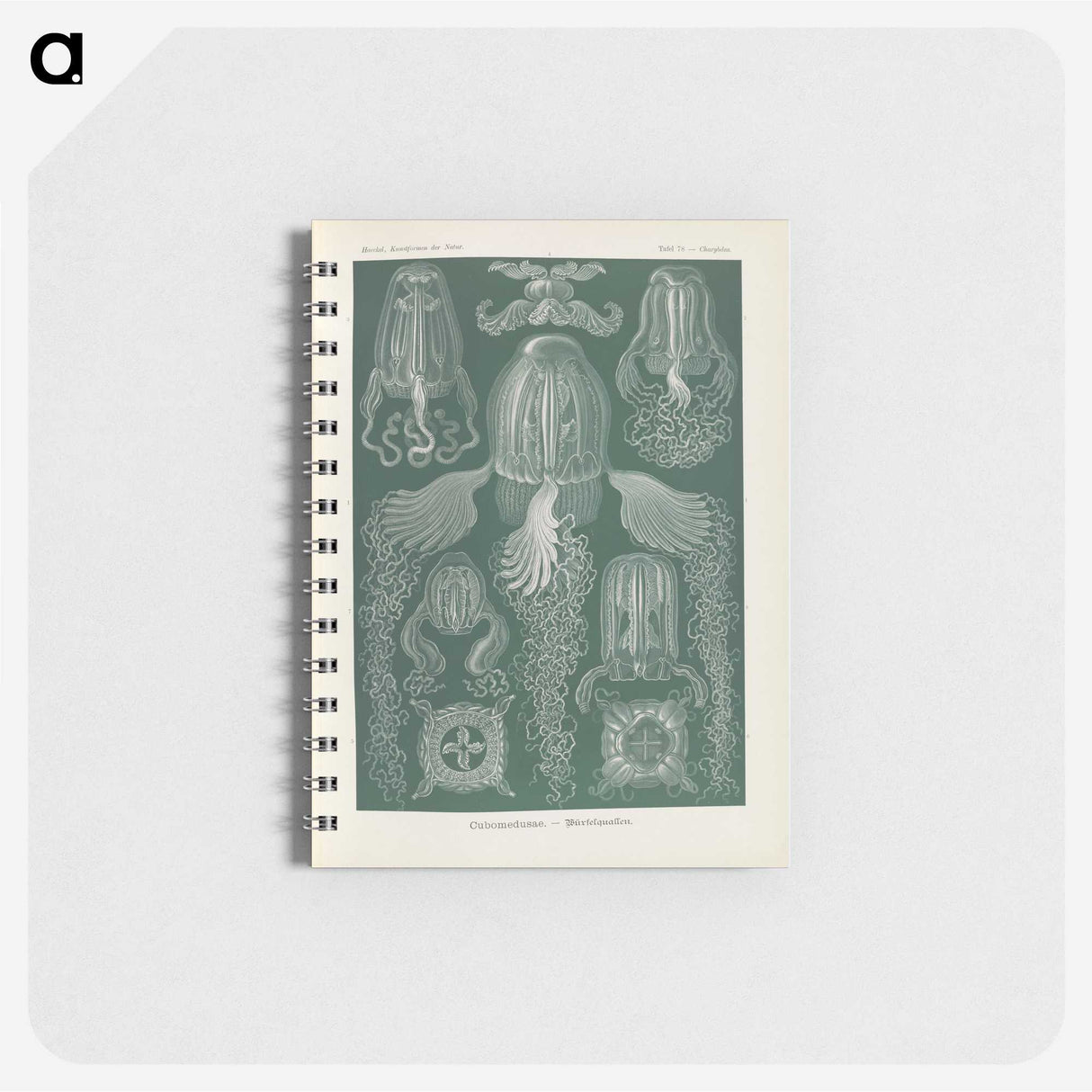3-31_Ernst-Haeckel_memo