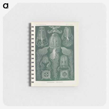 3-31_Ernst-Haeckel_memo