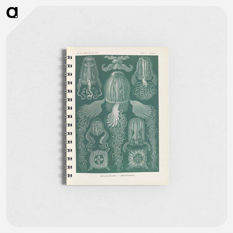 アートメモ帳-Marine life illustration - エルンスト ヘッケル Memo.