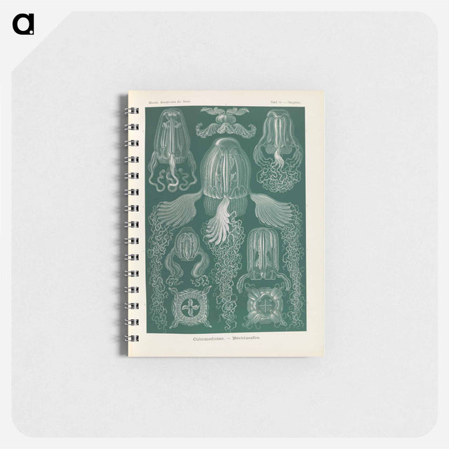 アートメモ帳-Marine life illustration - エルンスト ヘッケル Memo.