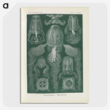 3-31_Ernst-Haeckel_picture-crop