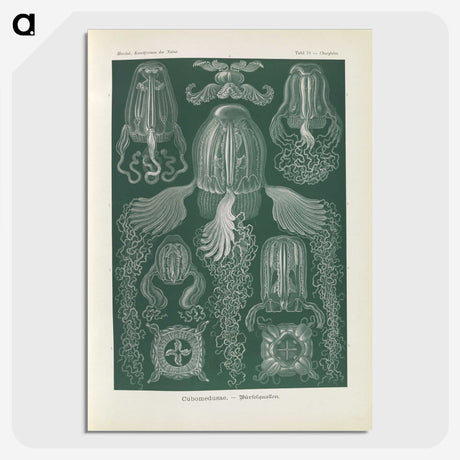 3-31_Ernst-Haeckel_picture-crop