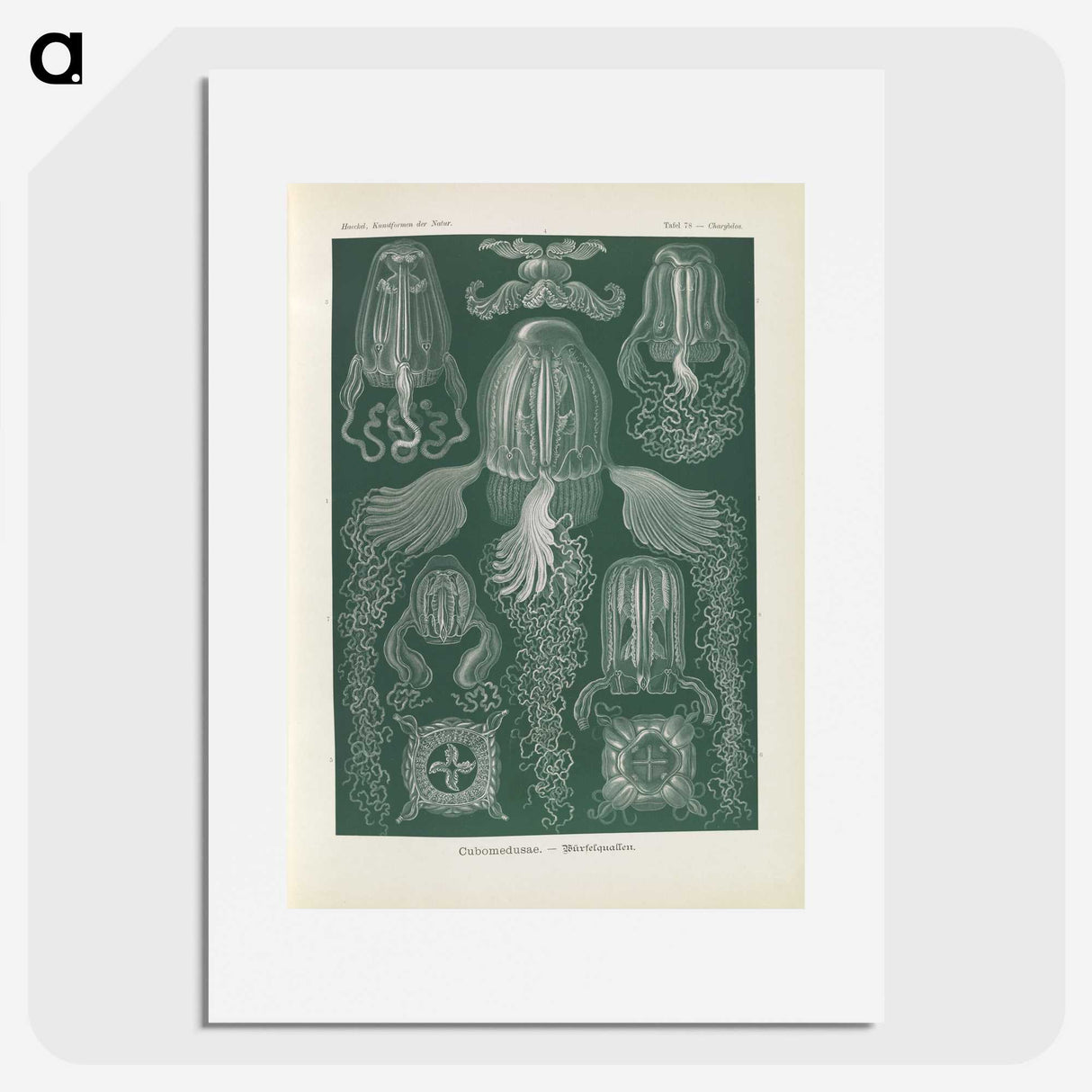 3-31_Ernst-Haeckel_picture