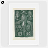 3-31_Ernst-Haeckel_picture